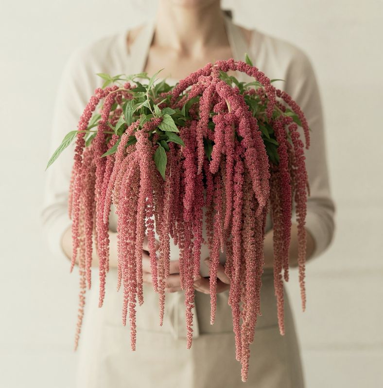 Coral Fountain Amaranth Seeds (Amaranthus caudatus 'Coral Fountain') Coral Fountain Amaranth Seeds (Amaranthus caudatus 'Coral Fountain')
