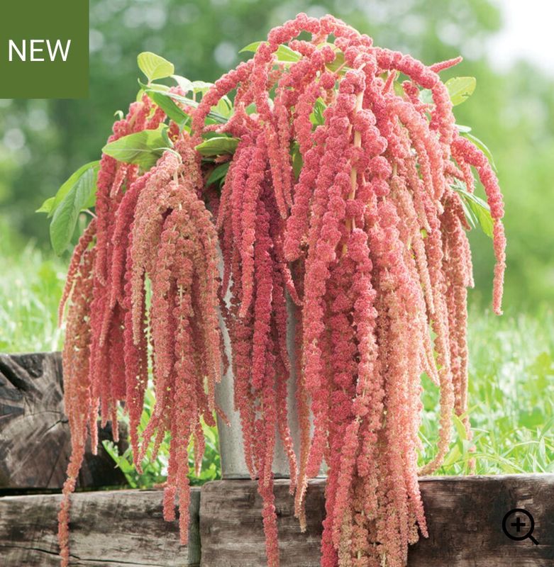 Coral Fountain Amaranth Seeds (Amaranthus caudatus 'Coral Fountain')