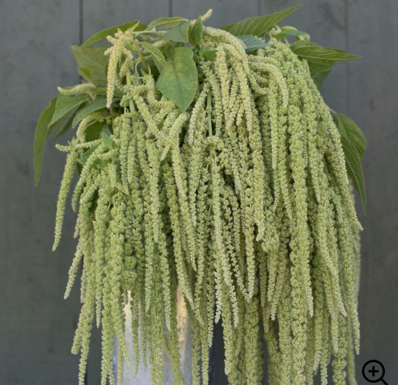 Green Hanging Amaranth Seeds (Amaranthus caudatus 'Viridis')