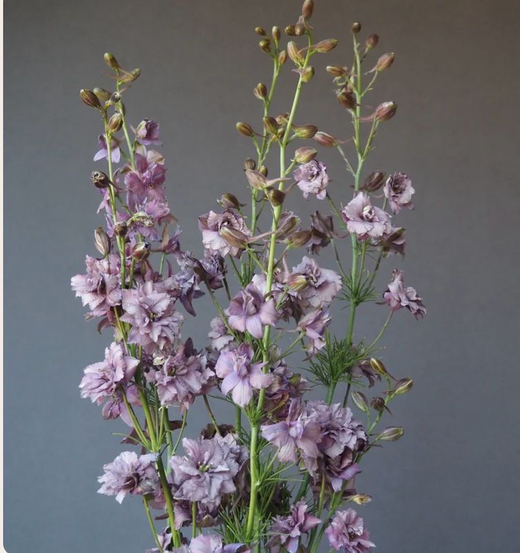 Lavender Mist Larkspur Seeds (Consolida ajacis 'Misty Lavender')