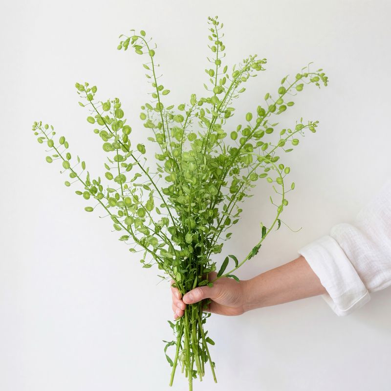 Pennycress Mini Coins Seeds (Thlaspi arvense) Pennycress Mini Coins Seeds (Thlaspi arvense)