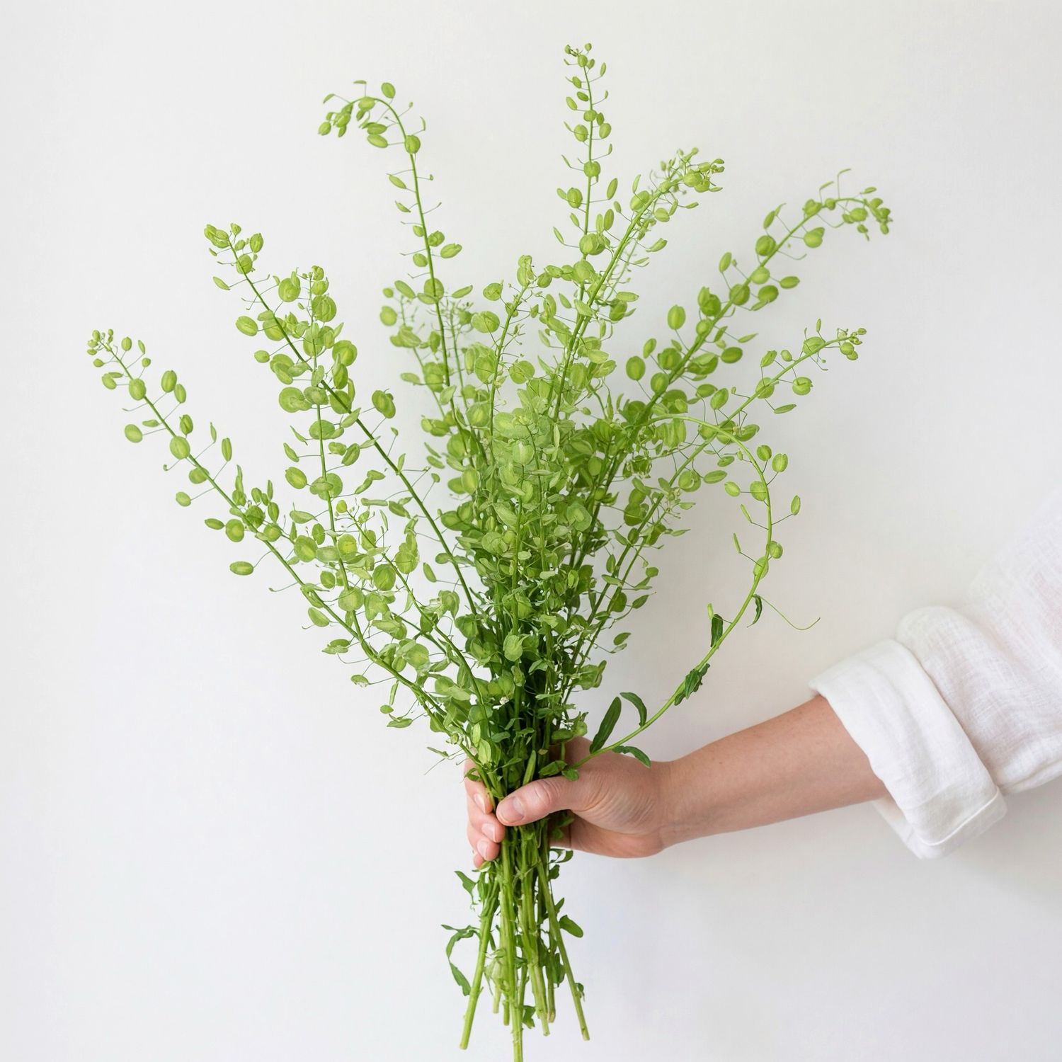 Pennycress Mini Coins Seeds (Thlaspi arvense) Pennycress Mini Coins Seeds (Thlaspi arvense)