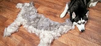 G.
XL dog breed or Husky with deshedding treatment
