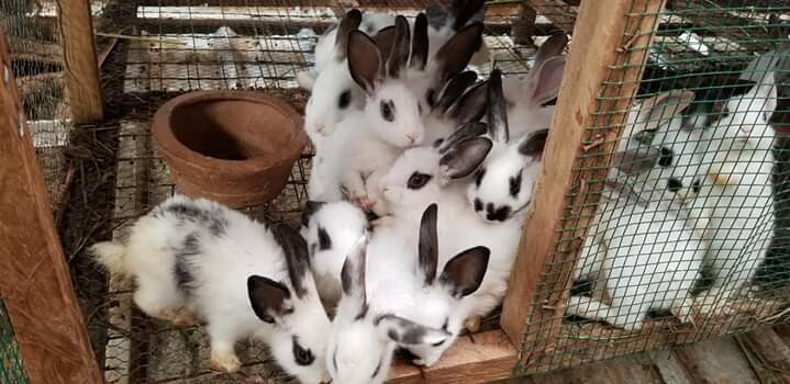 VARIETY RABBIT BREEDS AND RABBIT MEAT