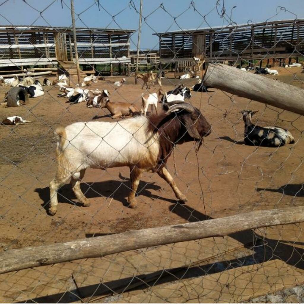 Goat Breeds