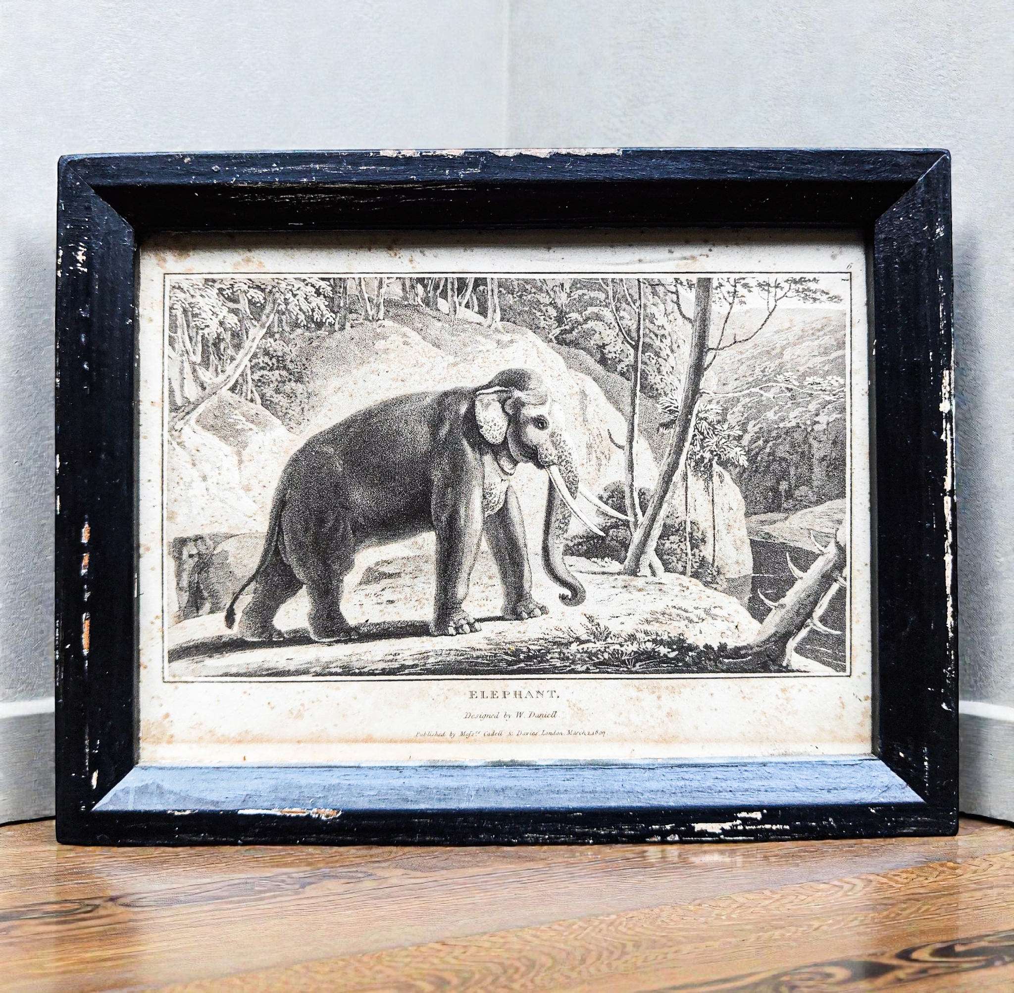 William Daniell Zoology Aquatint Engraving Prints 1807
