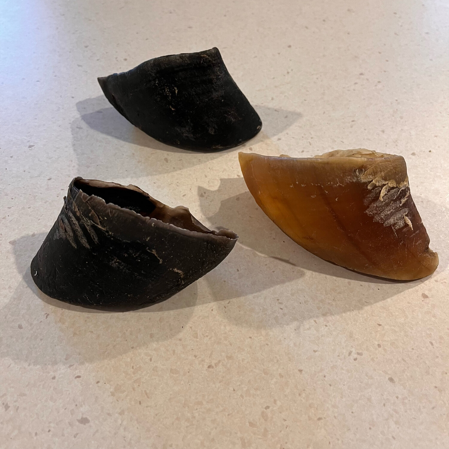 Cow Hooves