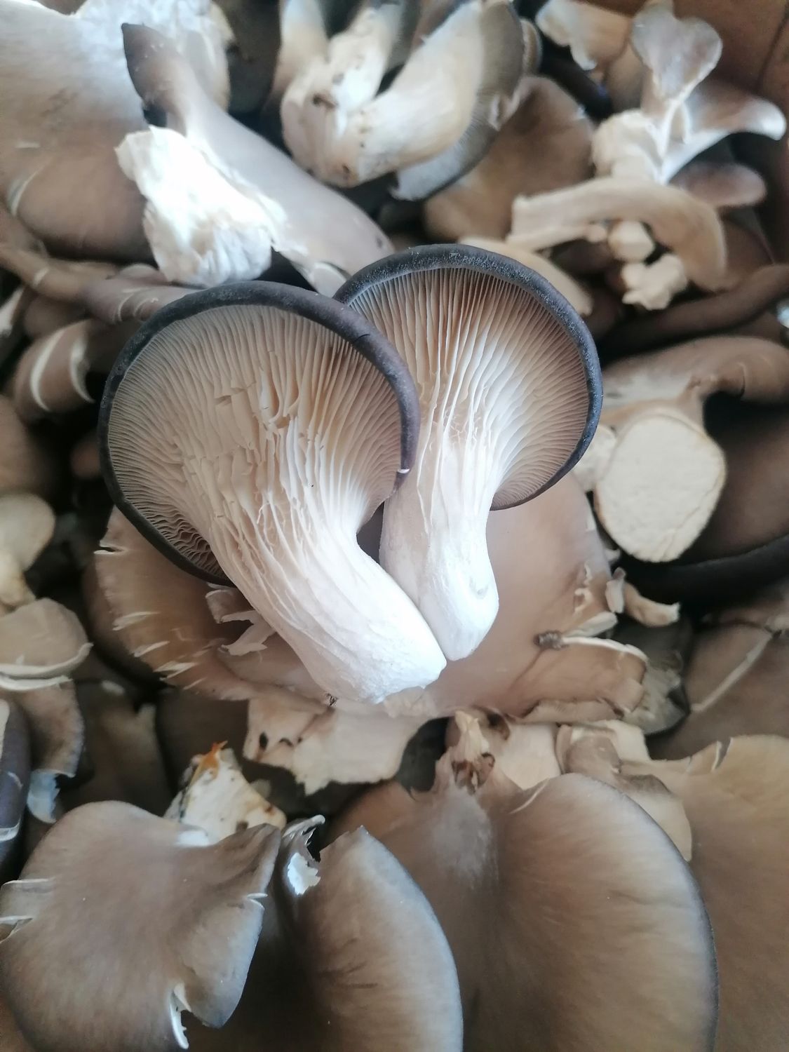 Oyster Mushroom Crunch