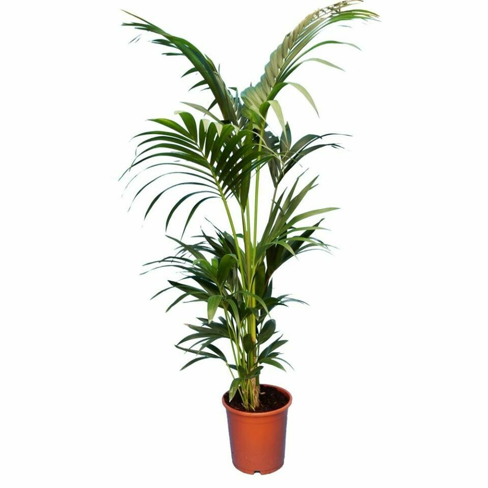 KENTIA HAUTEUR 140/150CM 5 PIEDS