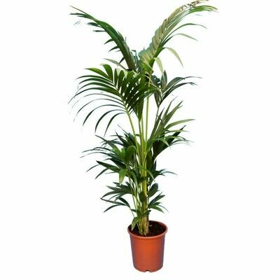 KENTIA HAUTEUR 140/150CM 5 PIEDS