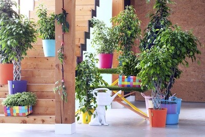 FICUS BENJAMINA