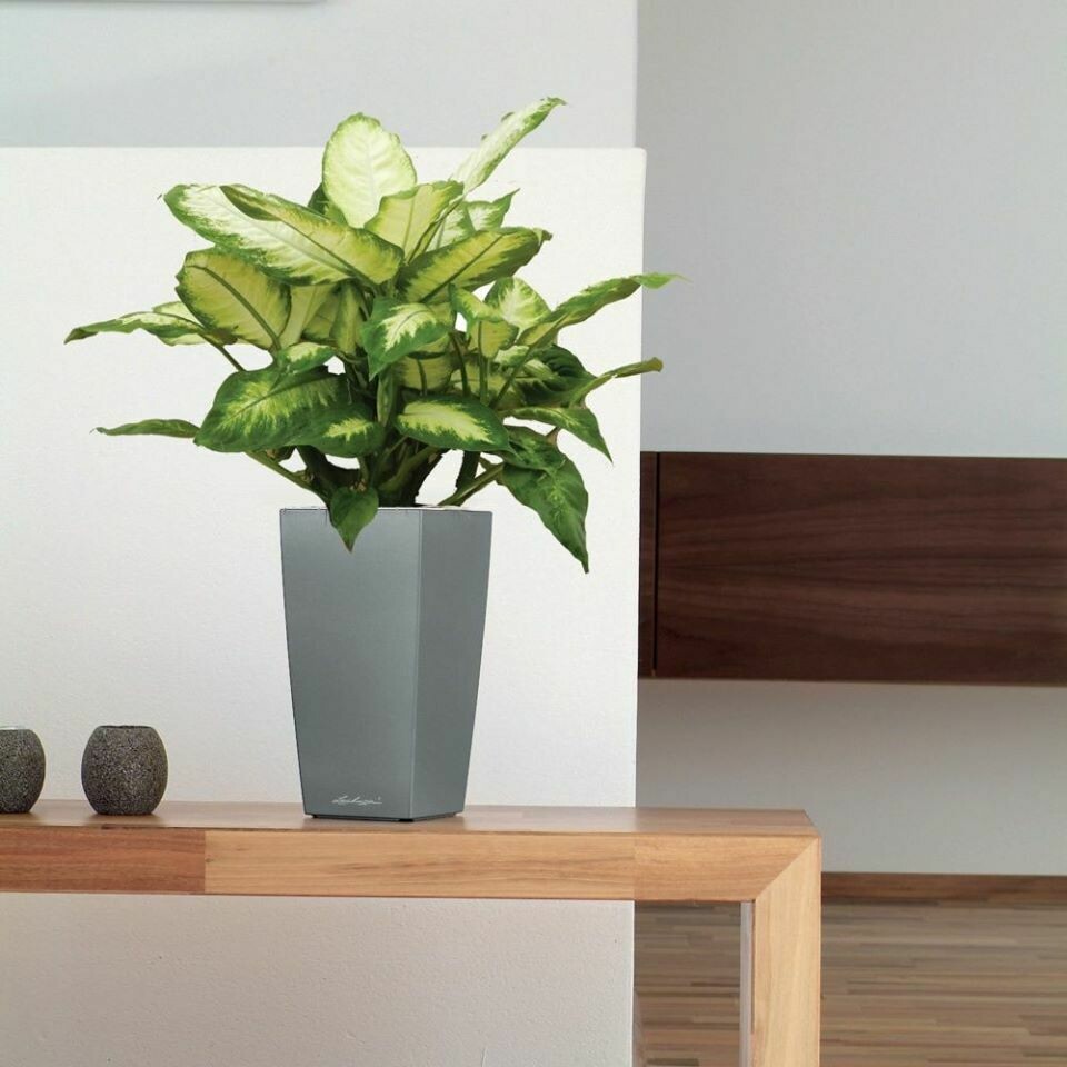 DIEFFENBACHIA CAMILLA