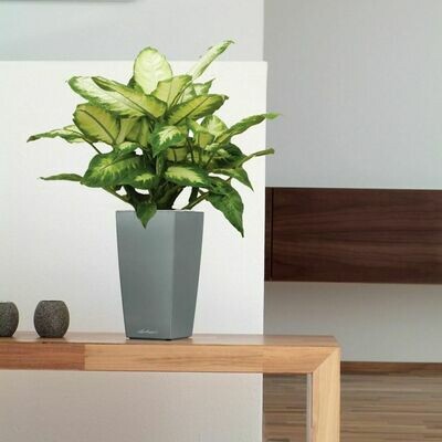 DIEFFENBACHIA CAMILLA