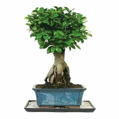 FICUS &#39;GINSENG&#39;
