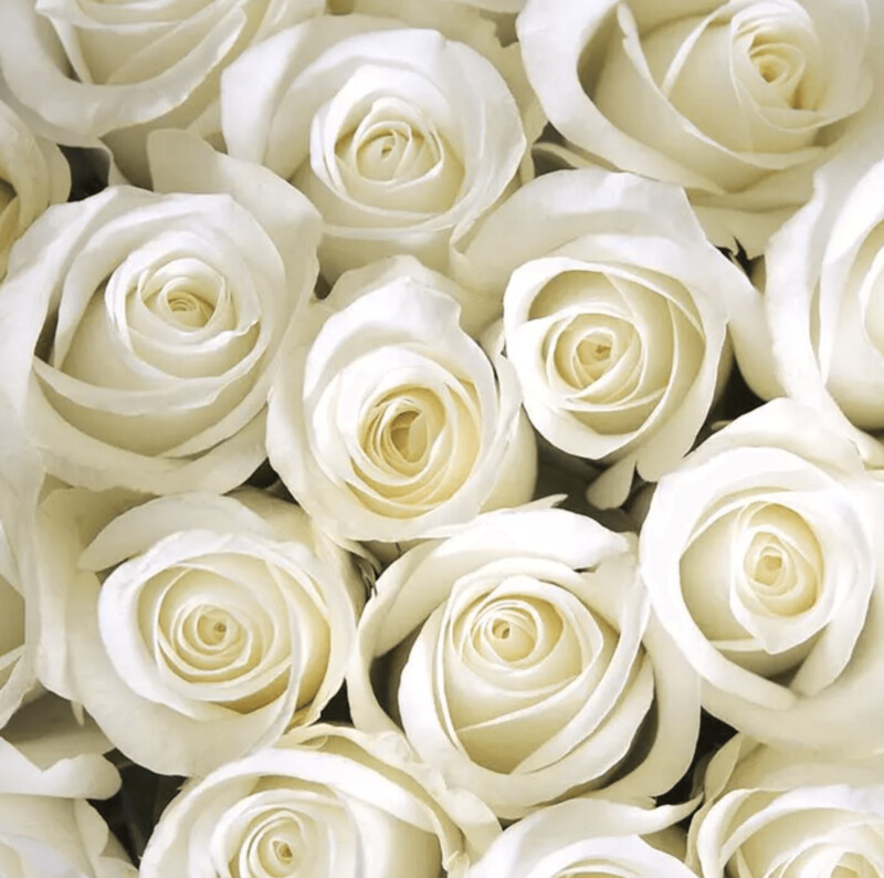 WHITE ROSES
