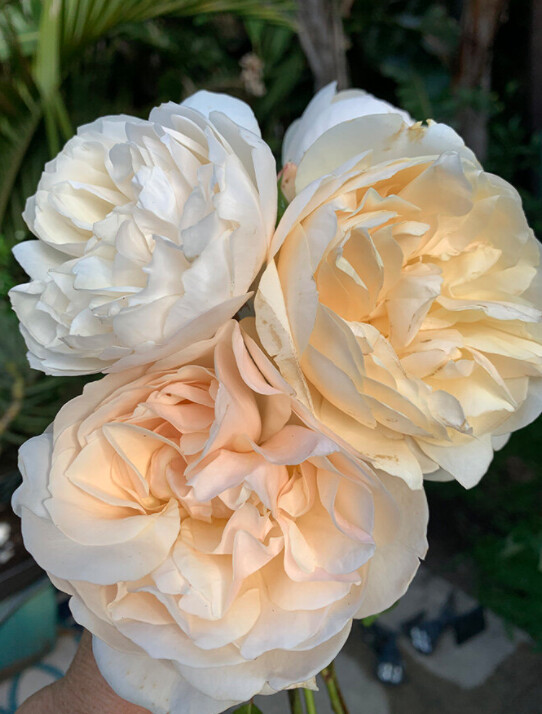 FRESH GARDEN ROSE FROM LOCAL ROSE STORY FARM
