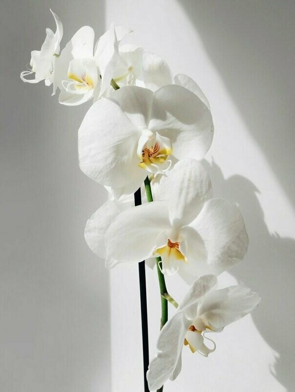 ORCHIDS