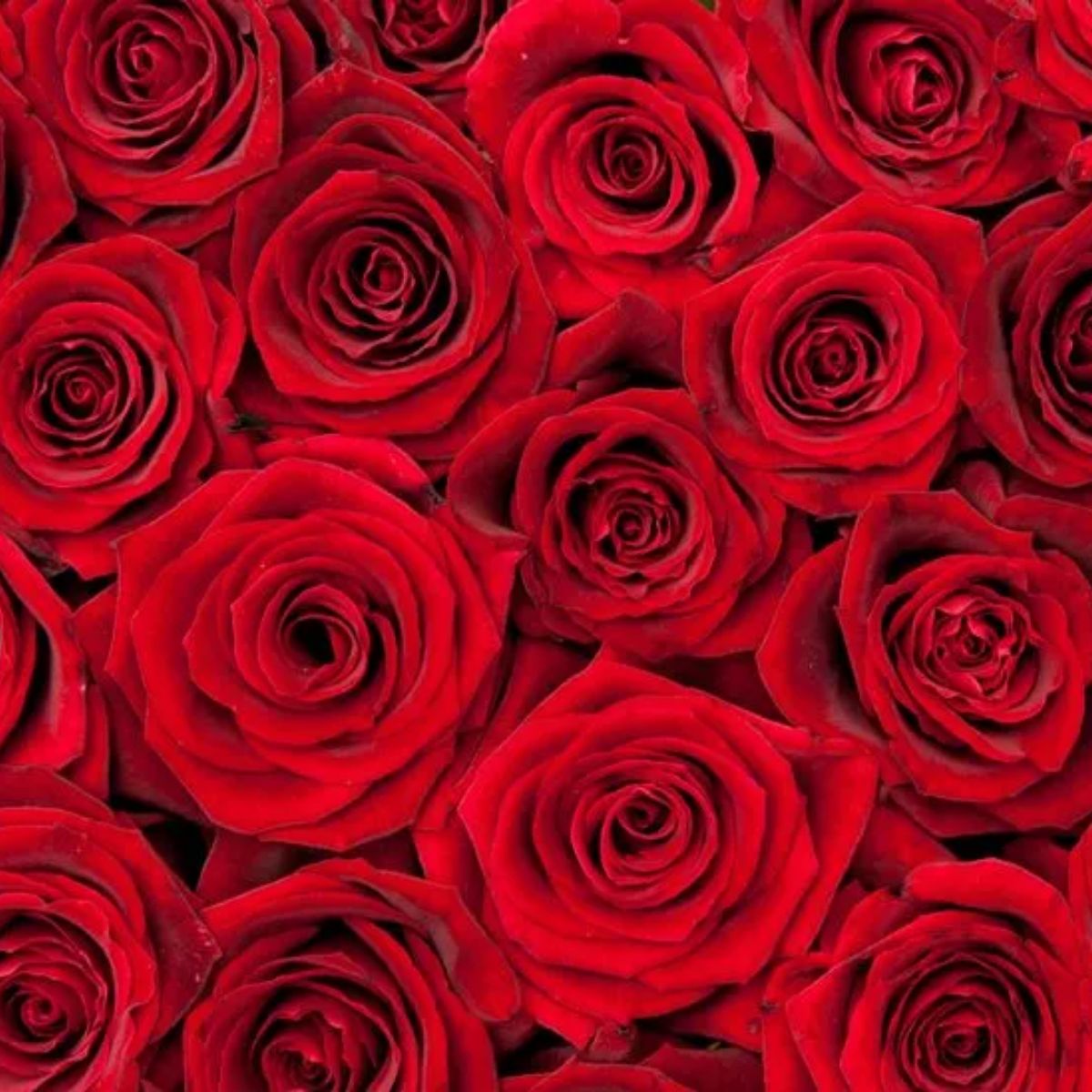 RED ROSES RED ROSES