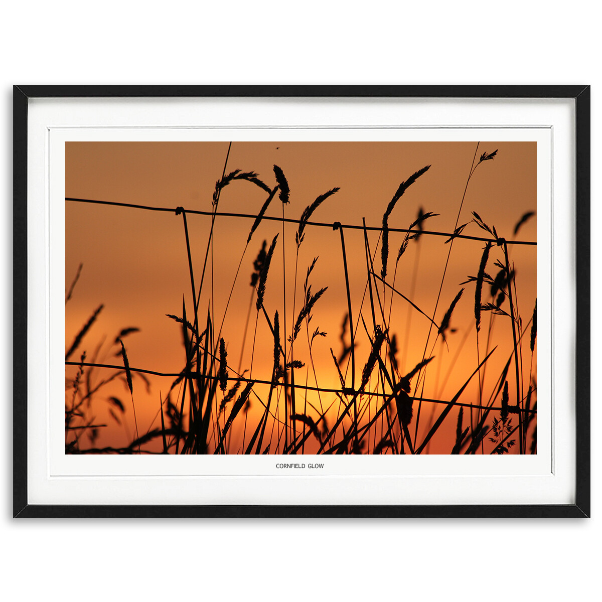 Cornfield Glow