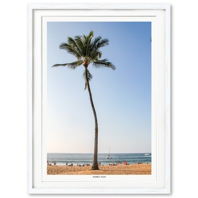 Waimea Palm