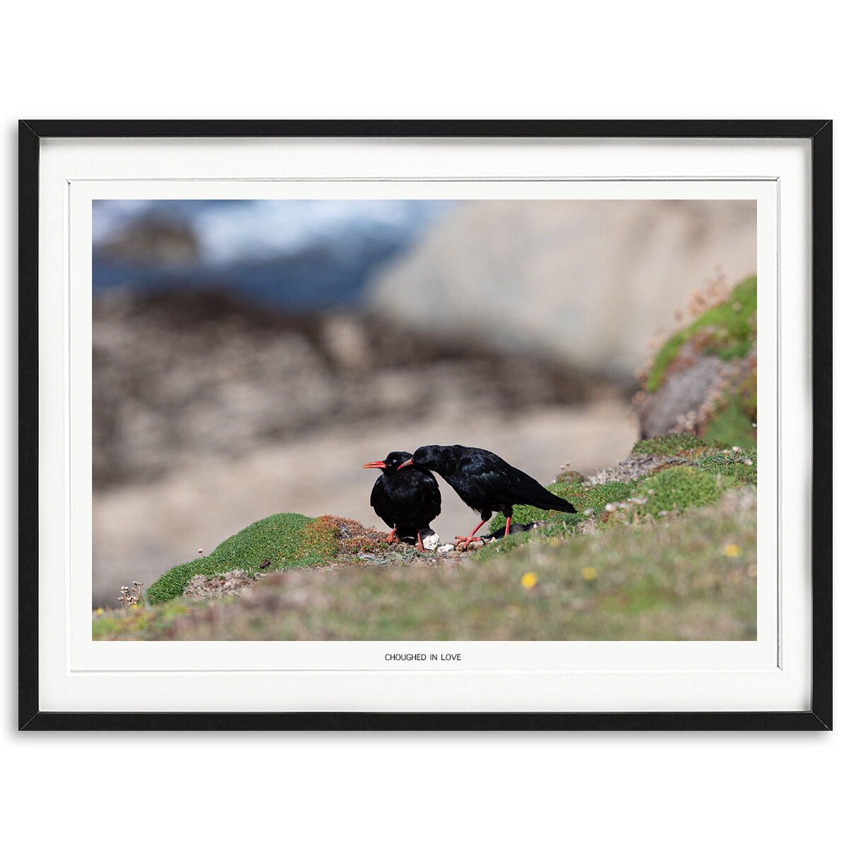 Choughed In Love Choughed In Love