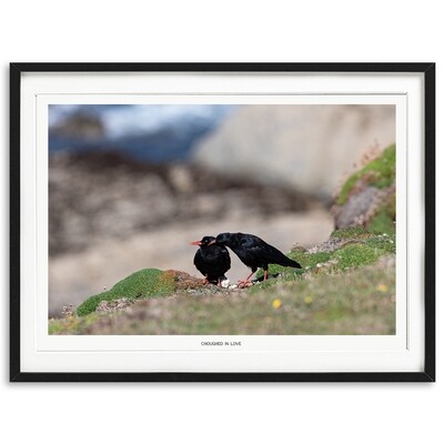 Choughed In Love