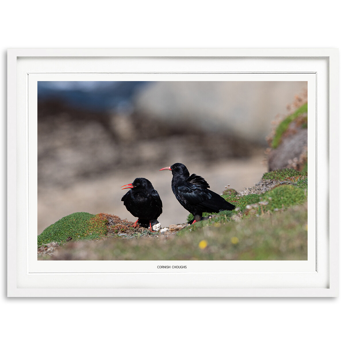 Cornish Choughs