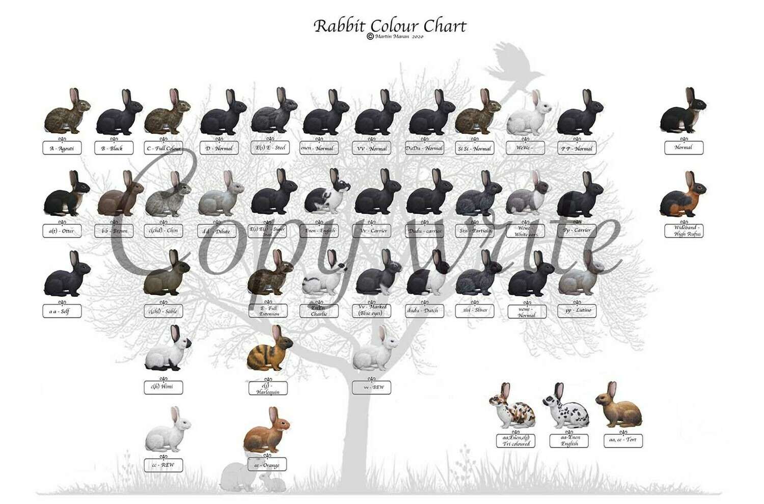 Printed Rabbit Coat Genetics Poster