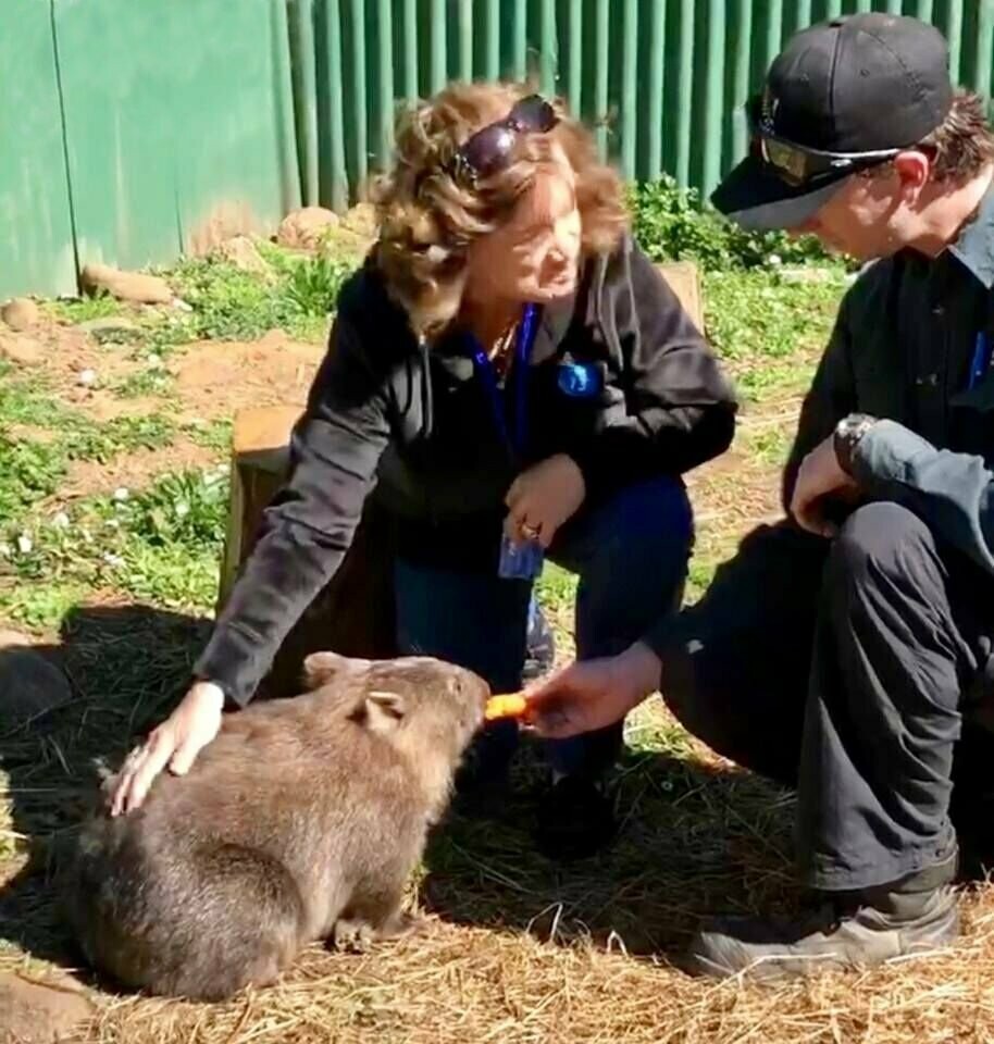 Wombats - (Animal Encounters)
