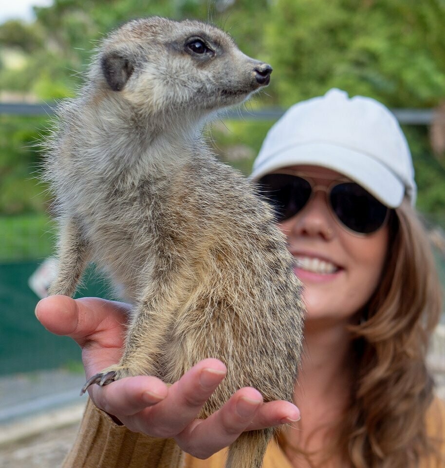Meerkats - (Animal Encounters)