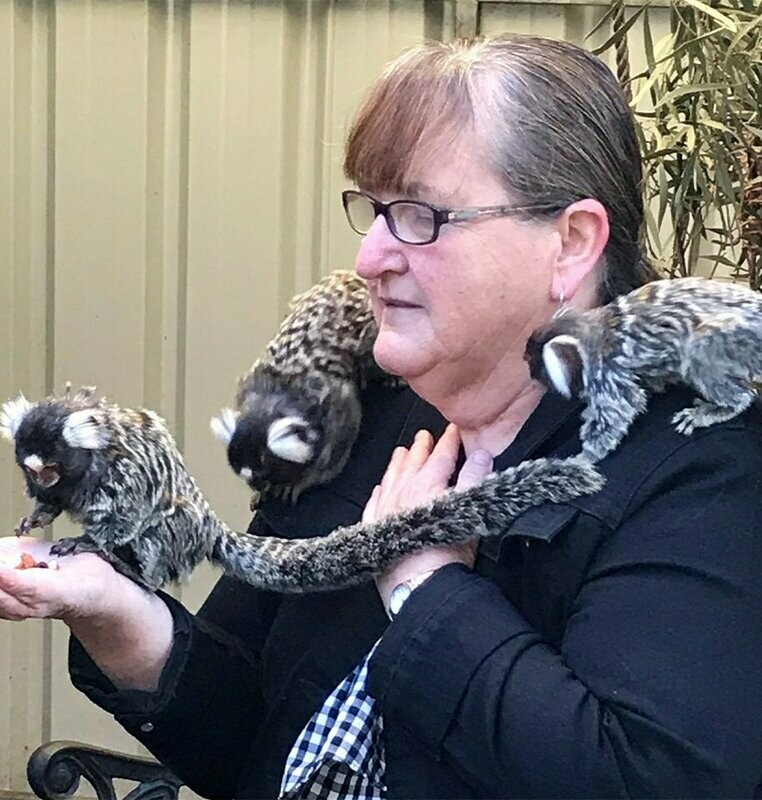 Marmosets - (Animal Encounters)