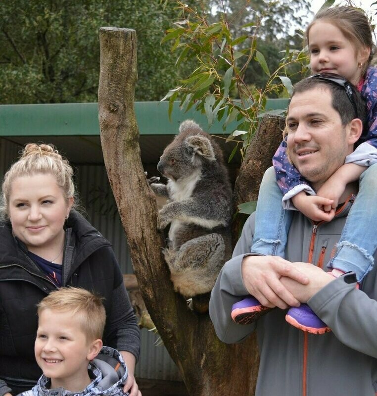 Koalas - (Animal Encounters)