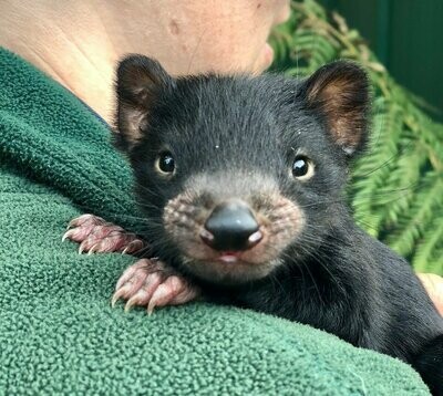 Tasmanian Devil (Animal Sponsorship)