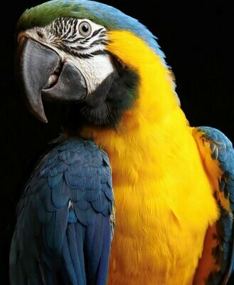 Macaw (Animal Sponsorship)