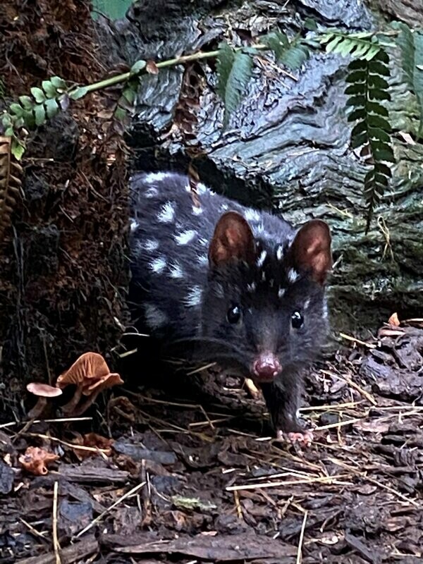 Quoll (Animal Sponsorship)