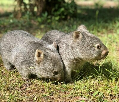 Wombat (Animal Sponsorship)