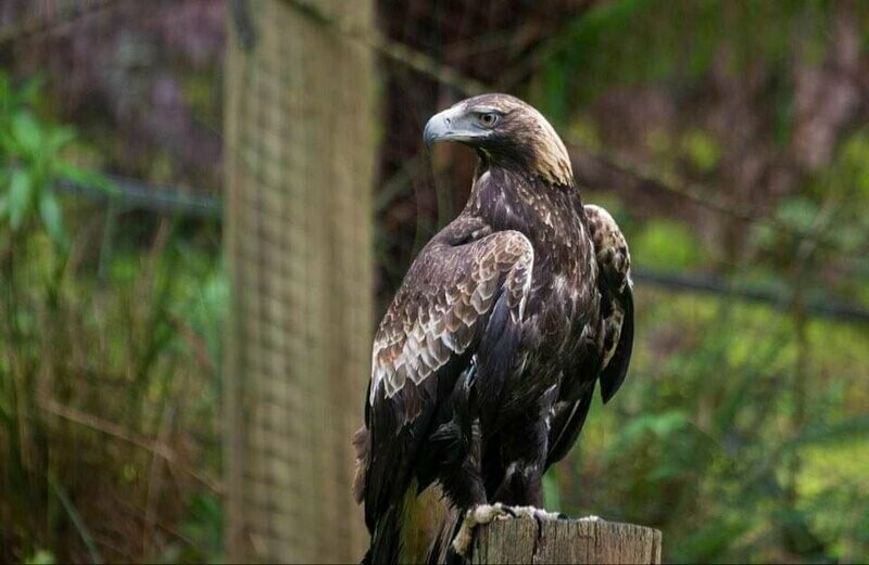 Wedge-Tailed Eagles (Animal Sponsorship)