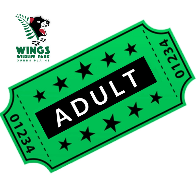 Adult