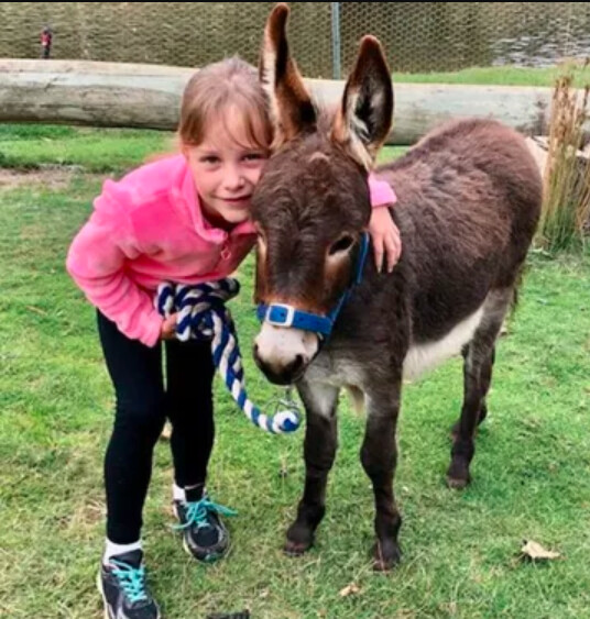 Miniature Donkey (Animal Sponsorship)