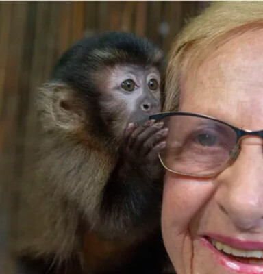 Capuchin Monkeys - (Animal Encounters)