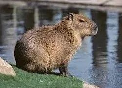 Capybara (Animal Sponsorship)