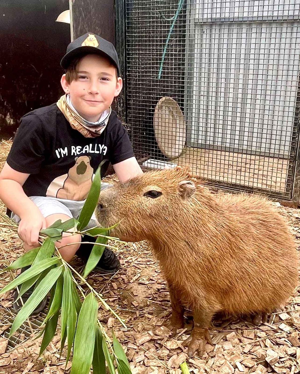 Capybara (Animal Encounter)