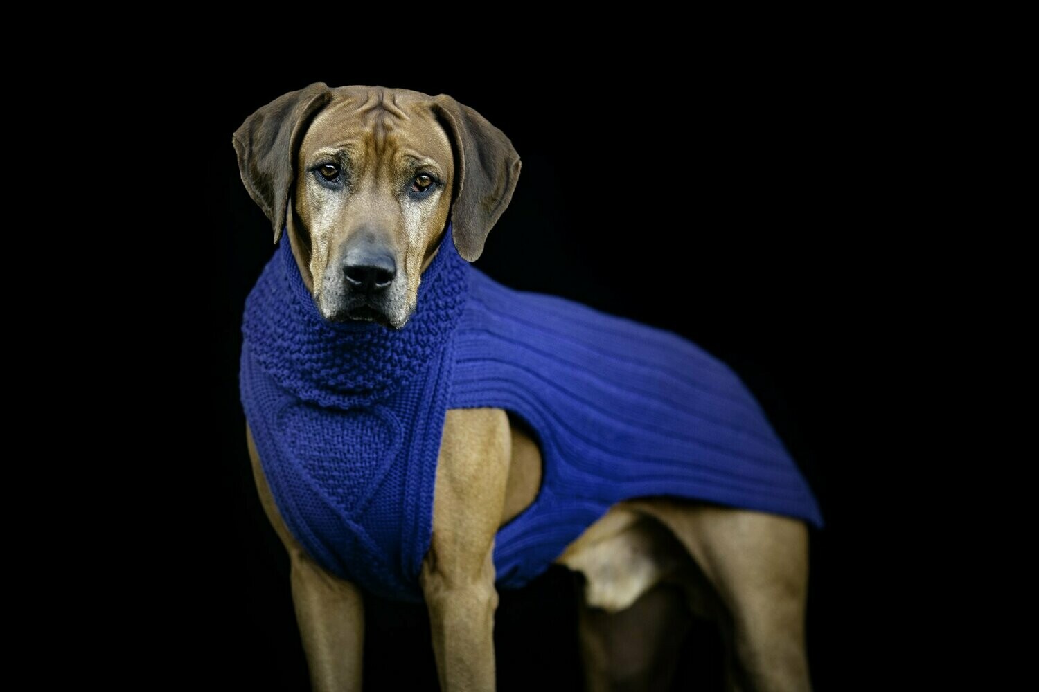 SWEATER CLASSY BLUE