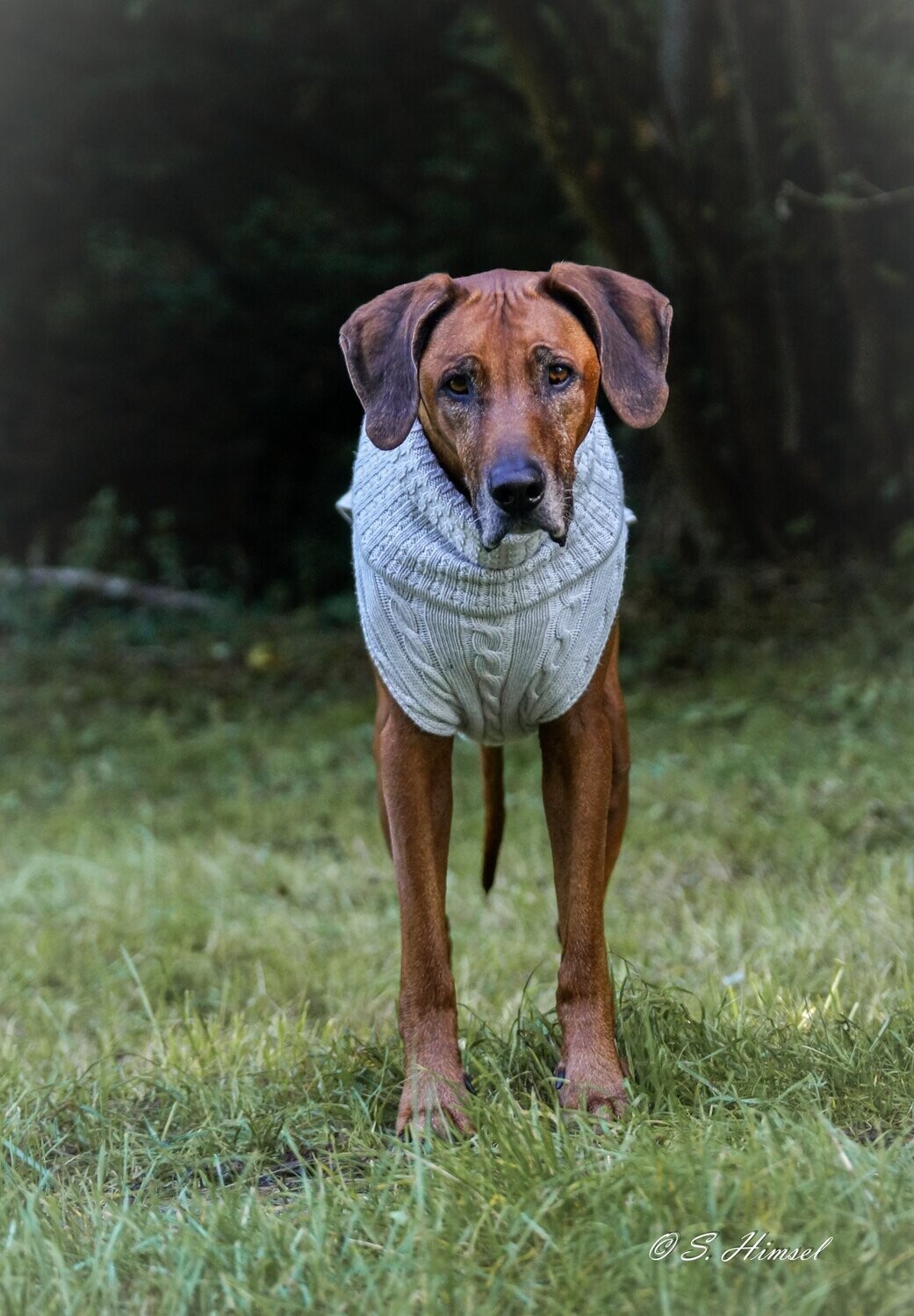 JUMPER SMARTY - KIESEL, 100 % Wolle vom Merino Schaf