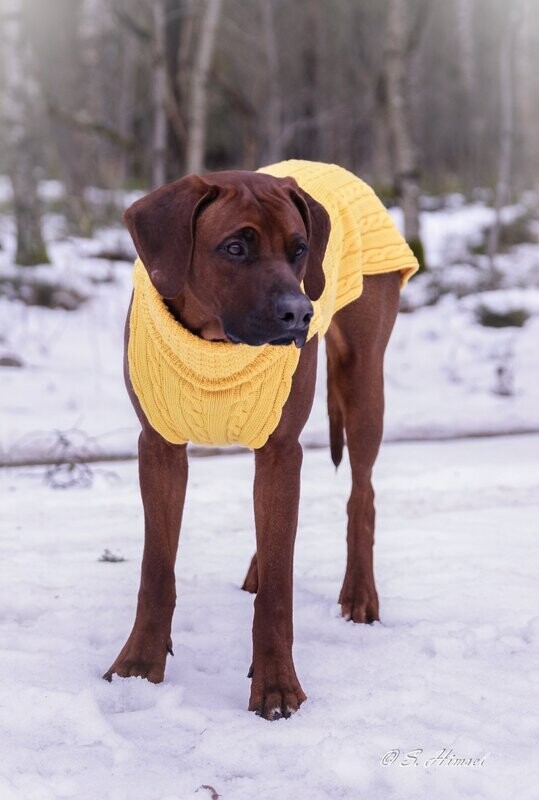 SWEATER SMARTY -delicate - INDIAN YELLOW, 100% Wool