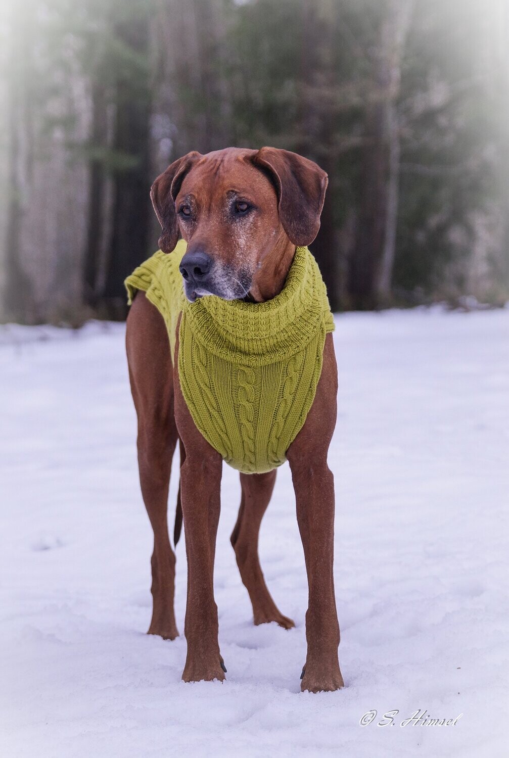 JUMPER SMARTY delicate - PRETTY LEAF, 100 % Wolle vom Merino Schaf