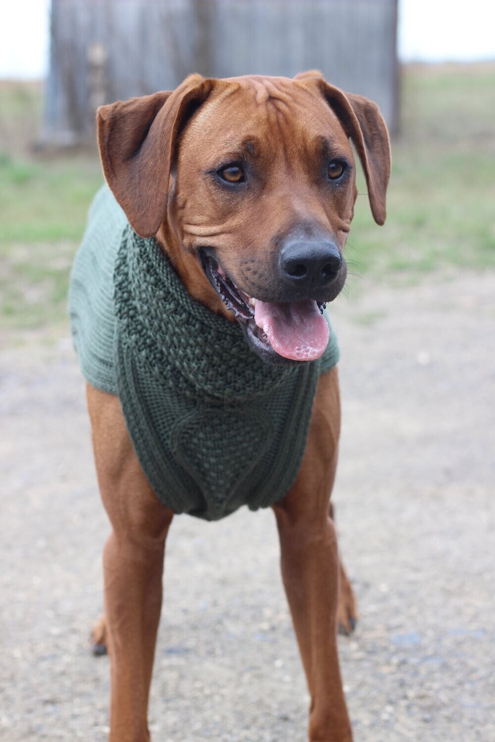 JUMPER CLASSY - OLIVE, 100% Wolle vom Merino Schaf