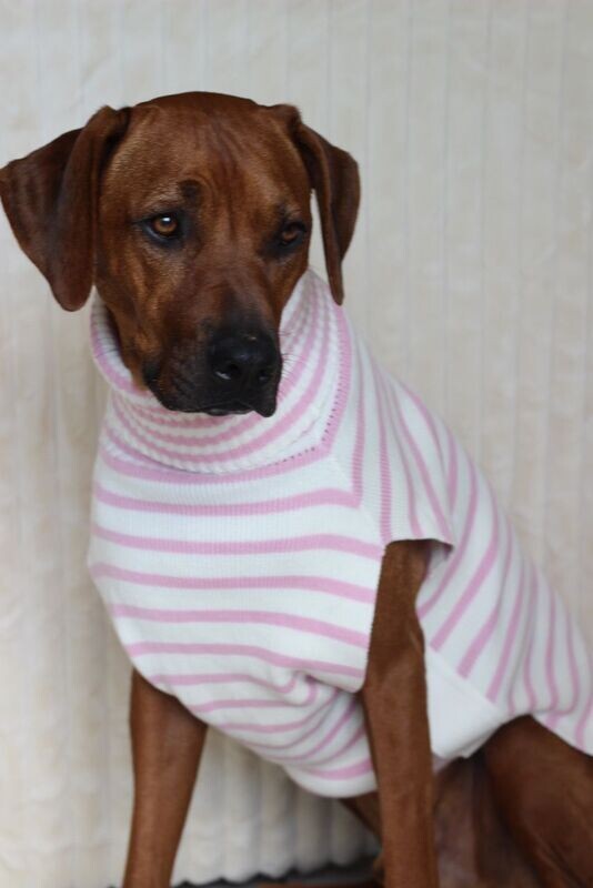 JUMPER NIGHTY Ivory meets Candy Pink Gr M, 100% Baumwolle JUMPER NIGHTY Ivory meets Candy Pink Gr M, 100% Baumwolle
