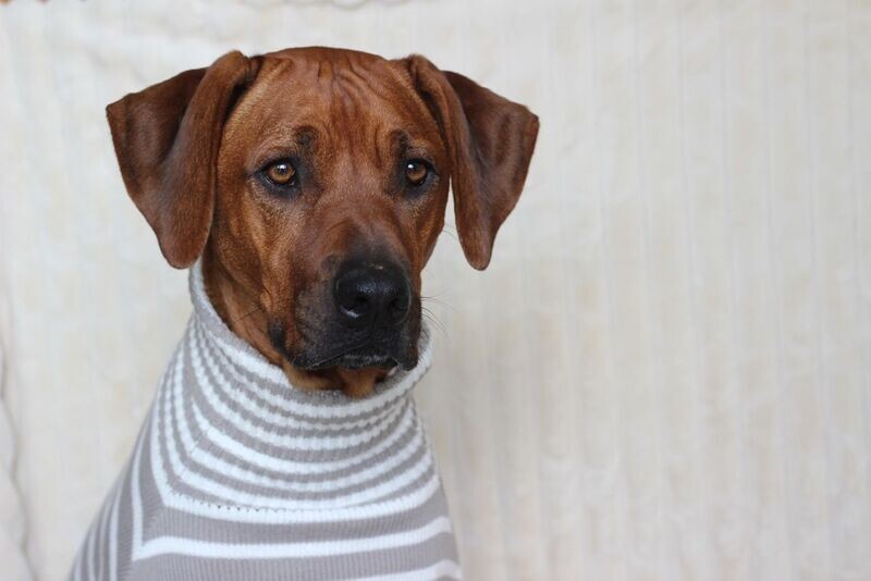 JUMPER NIGHTY Taupe meets Ivory GR L, 100% Baumwolle JUMPER NIGHTY Taupe meets Ivory GR L, 100% Baumwolle