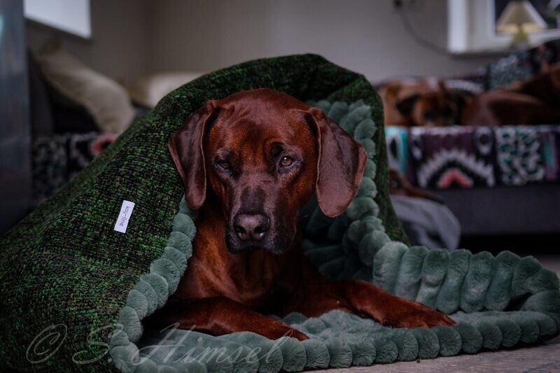 KUSCHELSACK - Forrest Green KUSCHELSACK - Forrest Green